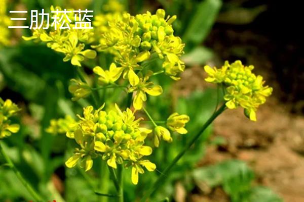 板蓝根的常见病虫害及防治方法，常见的有霜霉病、根腐病等
