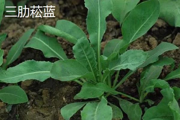板蓝根的常见病虫害及防治方法，常见的有霜霉病、根腐病等