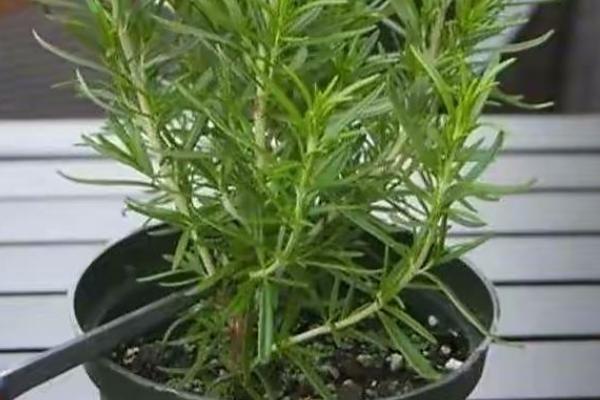 怎么防治迷迭香枯萎病，剪除发黄的叶片并喷洒杀菌剂
