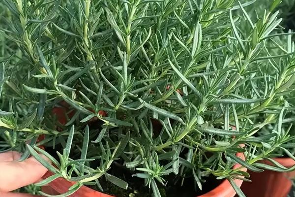 怎么防治迷迭香枯萎病，剪除发黄的叶片并喷洒杀菌剂