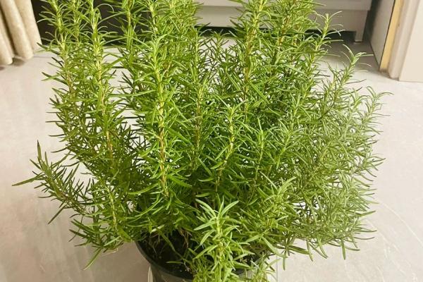 怎么防治迷迭香枯萎病，剪除发黄的叶片并喷洒杀菌剂