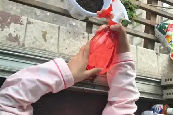怎么防治迷迭香枯萎病，剪除发黄的叶片并喷洒杀菌剂