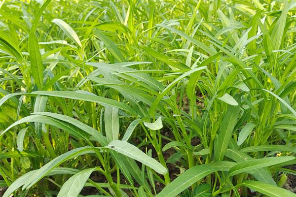 空心菜的种植方法，可在春秋季节进行