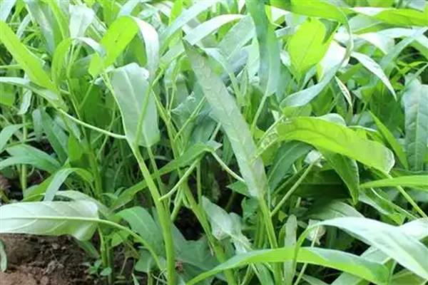 空心菜的种植方法，可在春秋季节进行