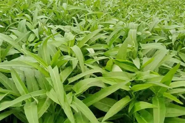 空心菜的种植方法，可在春秋季节进行
