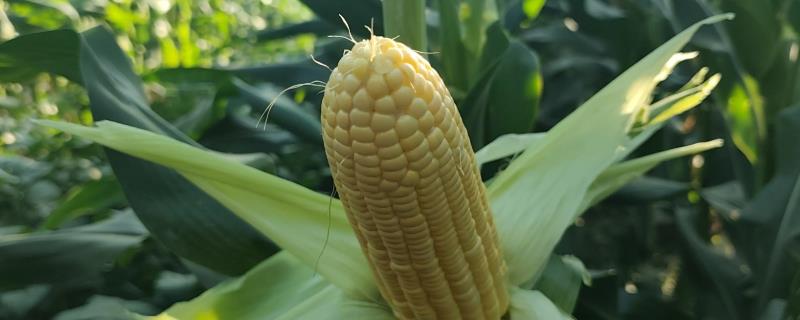 玉米长出11片叶能不能打矮壮素，喷药后容易导致植株出现不正确的缩节情况