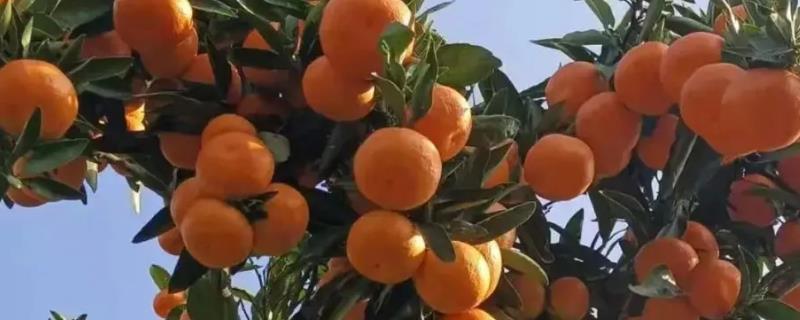 桔子的特征,其花朵呈白色