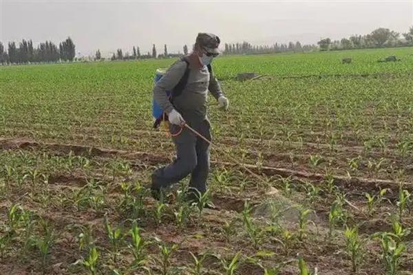 玉米长出11片叶能不能打矮壮素，喷药后容易导致植株出现不正确的缩节情况