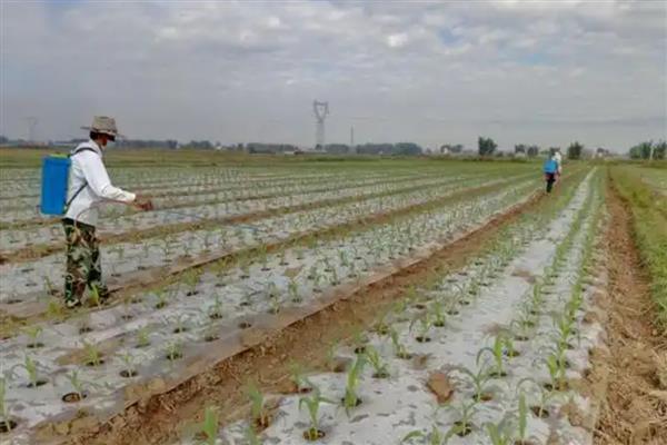 玉米长出11片叶能不能打矮壮素，喷药后容易导致植株出现不正确的缩节情况
