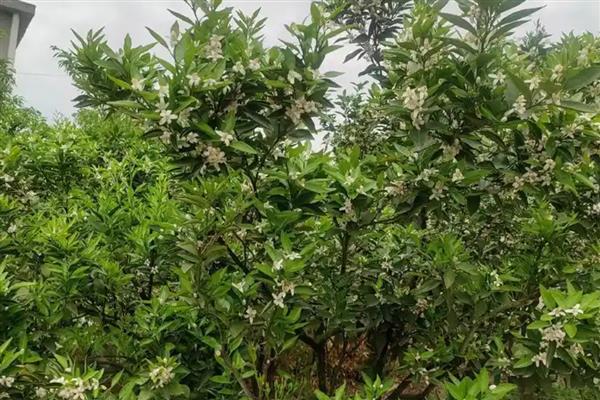 桔子的特征，其花朵呈白色