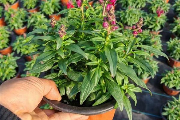 金鱼草在什么季节换盆,每年都需要换一次盆