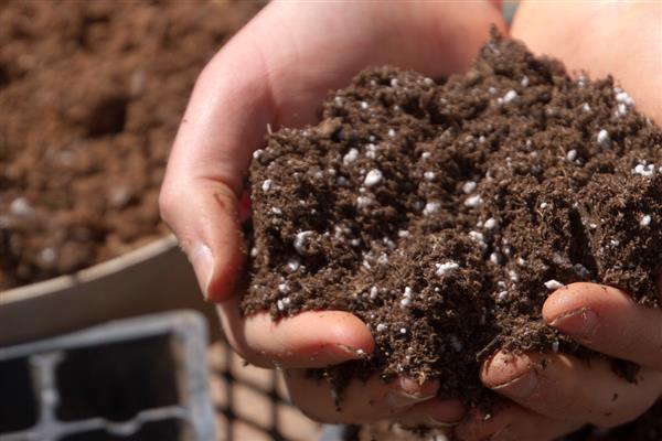 金鱼草在什么季节换盆,每年都需要换一次盆