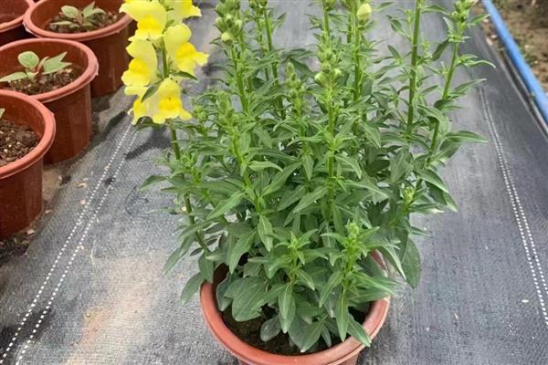 金鱼草在什么季节换盆,每年都需要换一次盆