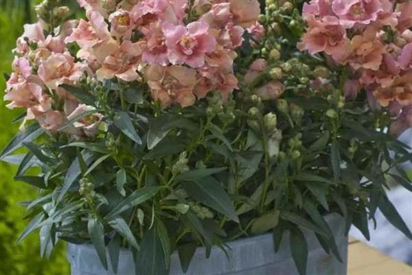 金鱼草在什么季节换盆,每年都需要换一次盆