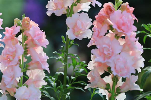 金鱼草在什么季节换盆,每年都需要换一次盆