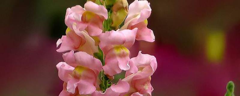 金鱼草在什么季节换盆，每年都需要换一次盆