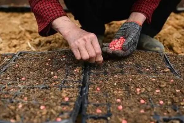 怎么种植玉米,开穴后再施肥播种