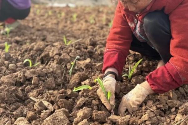 怎么种植玉米,开穴后再施肥播种