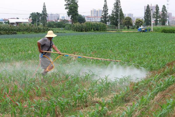 怎么种植玉米,开穴后再施肥播种