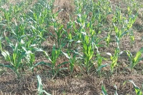 怎么种植玉米,开穴后再施肥播种