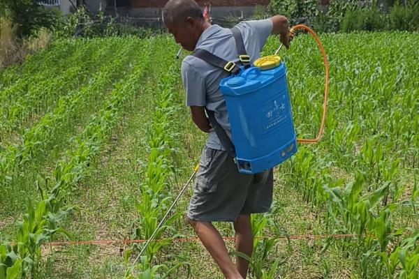 怎么种植玉米,开穴后再施肥播种