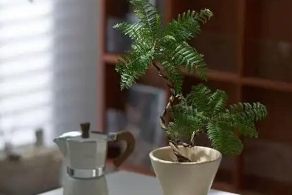 蓝花楹夏天能不能移栽，夏季移栽可以提高存活率