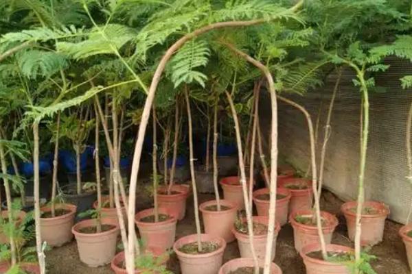 蓝花楹夏天能不能移栽，夏季移栽可以提高存活率