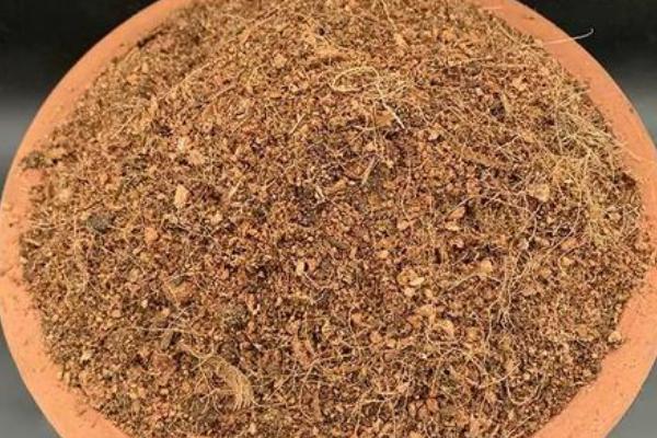 蓝花楹夏天能不能移栽，夏季移栽可以提高存活率