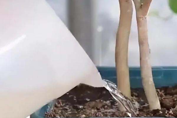 蓝花楹夏天能不能移栽，夏季移栽可以提高存活率