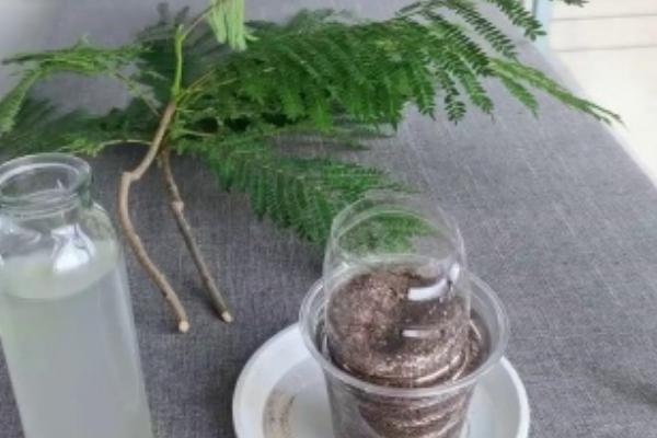 蓝花楹夏天能不能移栽，夏季移栽可以提高存活率