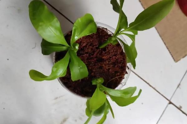 蓝花楹夏天能不能移栽，夏季移栽可以提高存活率