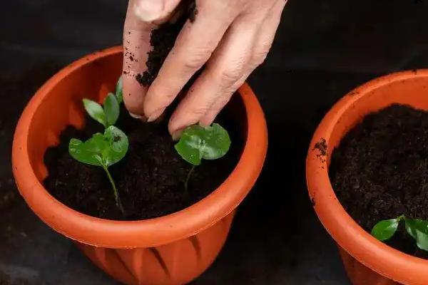 蓝花楹夏天能不能移栽，夏季移栽可以提高存活率