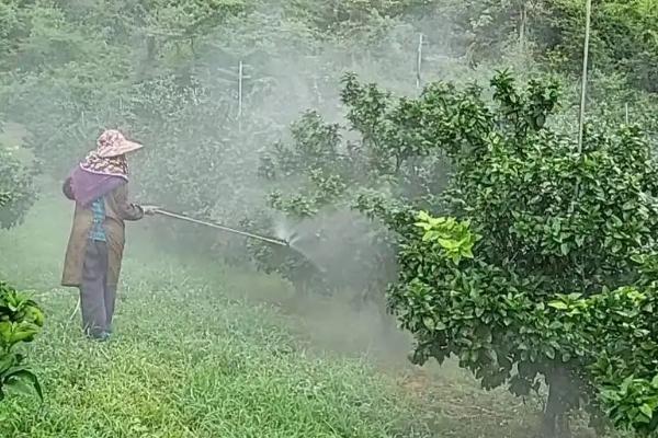 橘树怕不怕冻，有非常强的抗寒能力