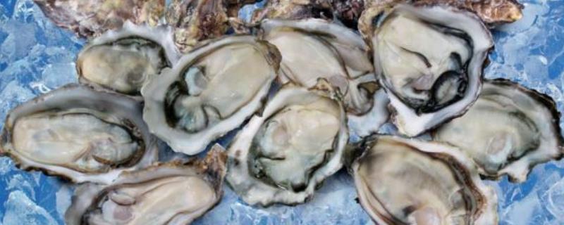 爱尔兰生蚝产于哪里,主产于爱尔兰西北和东南部