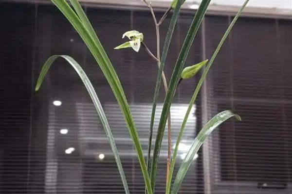 寒兰的简介,在冬季开放也叫冬兰 - 新三农