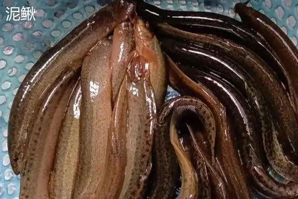 黄鳝和泥鳅一样吗，并不是同一种鱼类