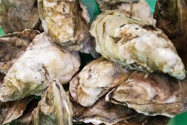 爱尔兰生蚝产于哪里，主产于爱尔兰西北和东南部