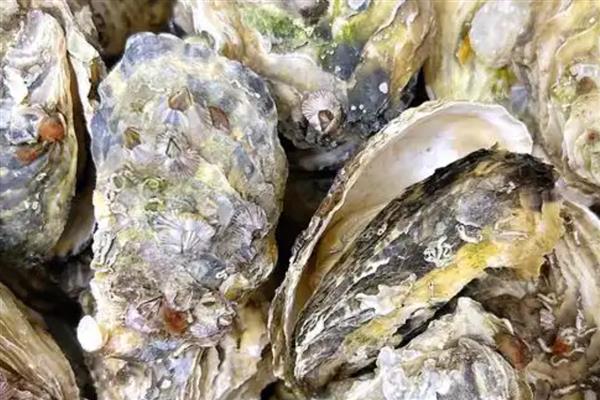 爱尔兰生蚝产于哪里，主产于爱尔兰西北和东南部