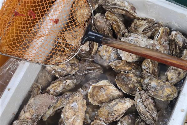 爱尔兰生蚝产于哪里，主产于爱尔兰西北和东南部