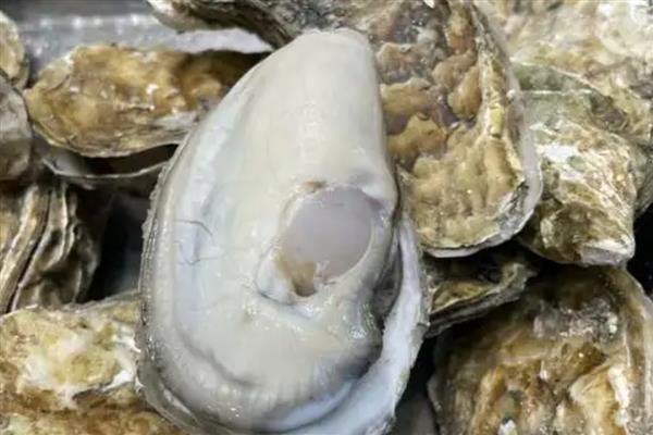 爱尔兰生蚝产于哪里，主产于爱尔兰西北和东南部