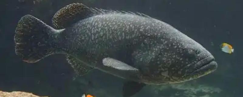 怎么培育石斑鱼种苗，每隔5天左右换一次水