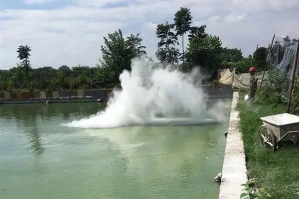 怎么培育石斑鱼种苗，每隔5天左右换一次水