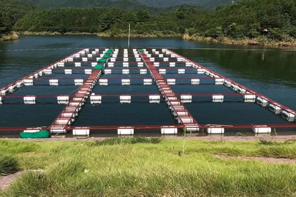 怎么培育石斑鱼种苗，每隔5天左右换一次水