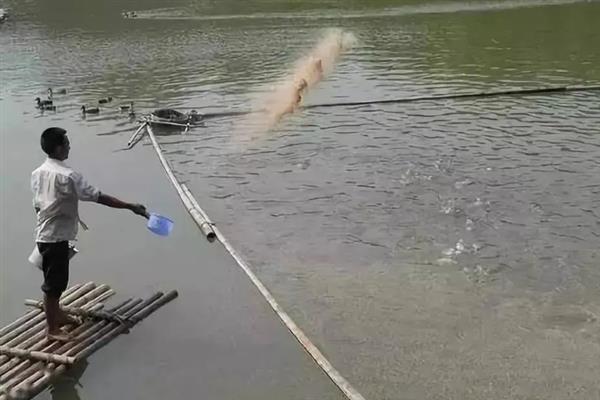 怎么培育石斑鱼种苗，每隔5天左右换一次水