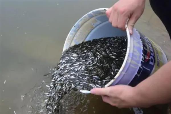 怎么培育石斑鱼种苗，每隔5天左右换一次水