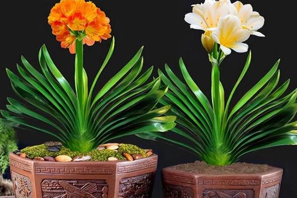 君子兰的特性，属于半阴性植物
