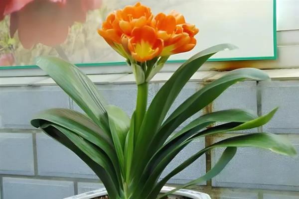 君子兰的特性，属于半阴性植物