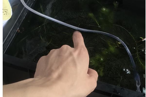 养金鱼的技巧，定期消毒可降低患病几率