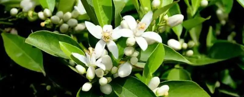 橘子树开花后的管理方法，及时剪除枯萎的花朵可以节省养分