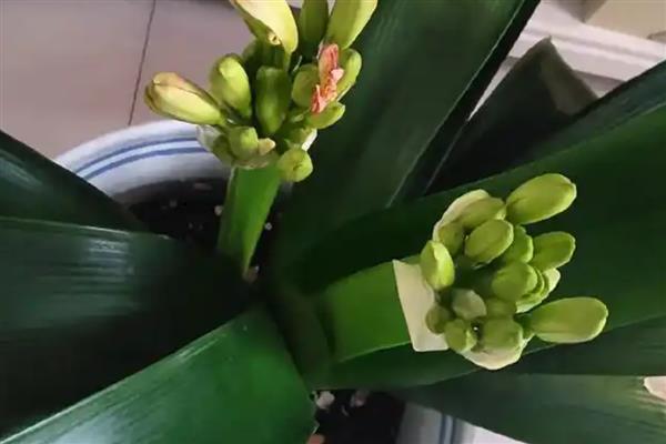 君子兰怎么促花，增施磷钾肥可让花朵提前开放